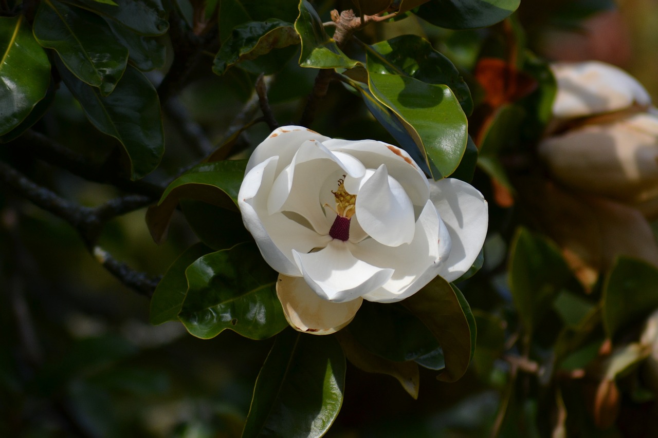 Magnolija Grandiflora, Pietų Magnolija, Balta Gėlė, Žali Lapai, Medis, Žiedlapiai, Žydėti, Puikūs, Gėlė, Nemokamos Nuotraukos