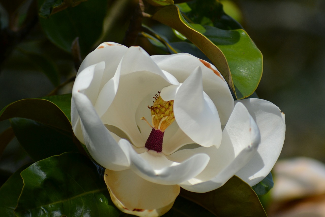 Magnolija Grandiflora, Pietų Magnolija, Balta Gėlė, Žali Lapai, Medis, Žiedlapiai, Žydėti, Puikūs, Gėlė, Iš Arti