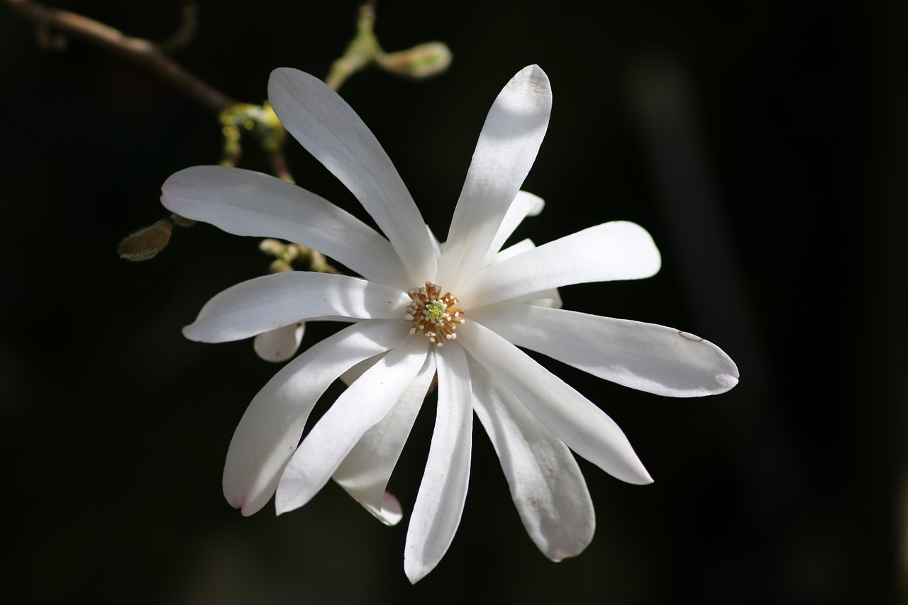 Magnolija Stellata, Gėlė, Magnolija, Balta Gėlė, Pavasaris, Medis, Nemokamos Nuotraukos,  Nemokama Licenzija