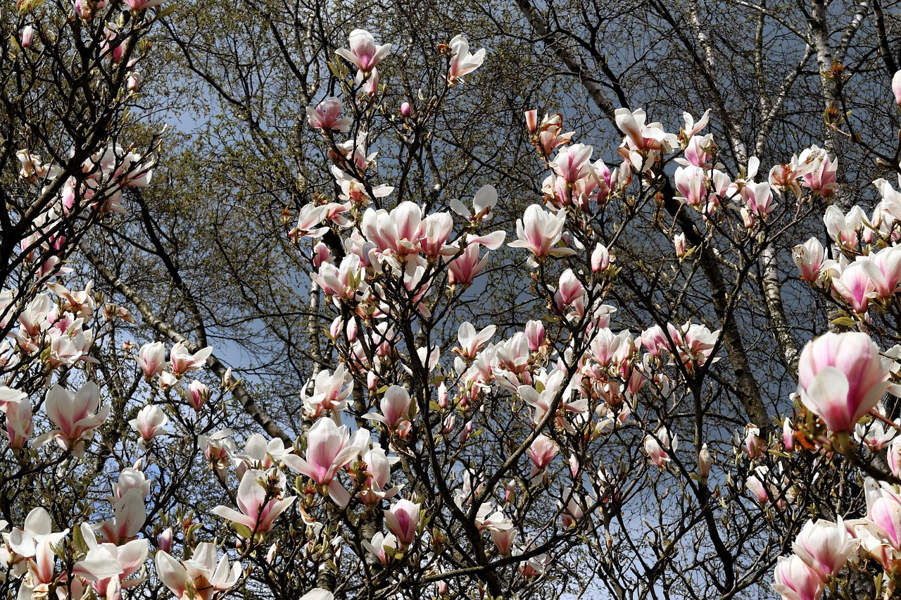 Magnolijos Medis, Gėlės, Pavasaris, Gamta, Magnolija, Žydėti, Magnolijos Žiedas, Balta, Magnoliengewaechs, Sodas