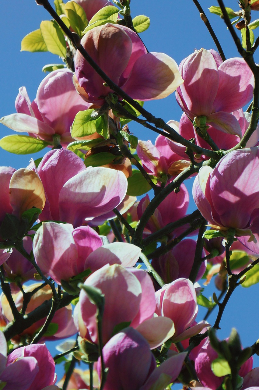 Magnolijos Medis, Žiedas, Žydėti, Magnolijos Gėlės, Medžiai, Gėlės, Violetinė, Pavasaris, Šveicarija, Nemokamos Nuotraukos