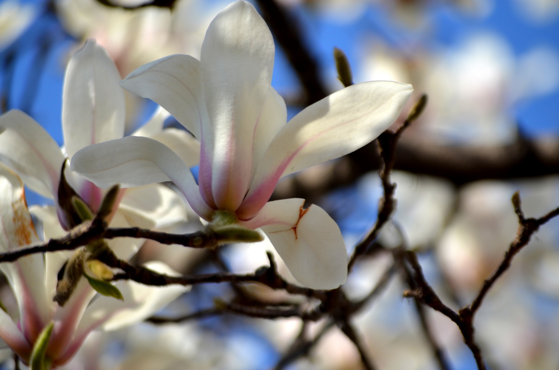 Gėlė,  Gėlės,  Medis,  Magnolija,  Žiedas,  Tulpė,  Pavasaris,  Sezonas,  Magnolijos Medis Žiedas (A), Nemokamos Nuotraukos