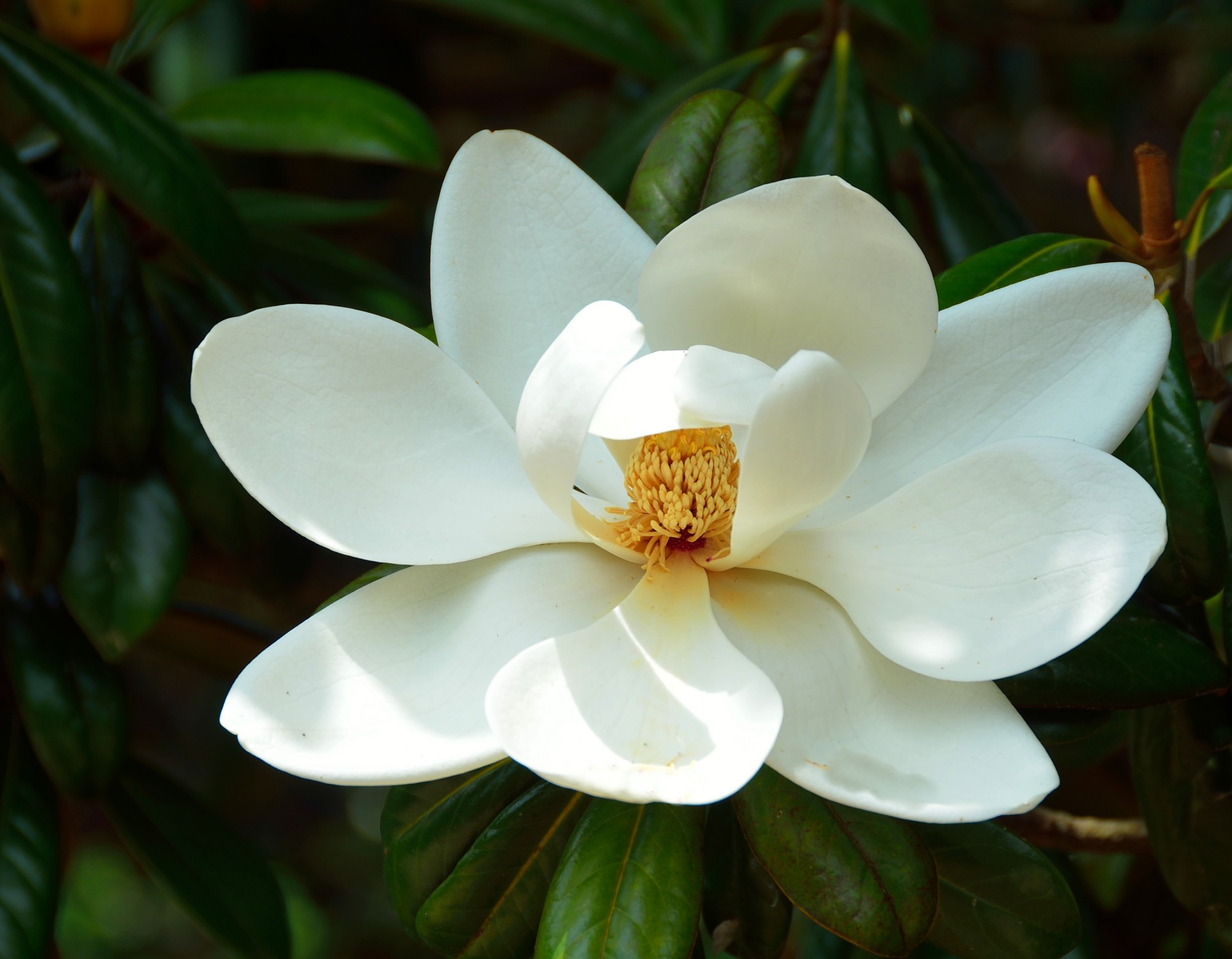 Magnolija,  Gėlė,  Medis,  Atogrąžų,  Balta,  Žiedlapis,  Korola,  Augmenija,  Dekoratyvinis,  Flora