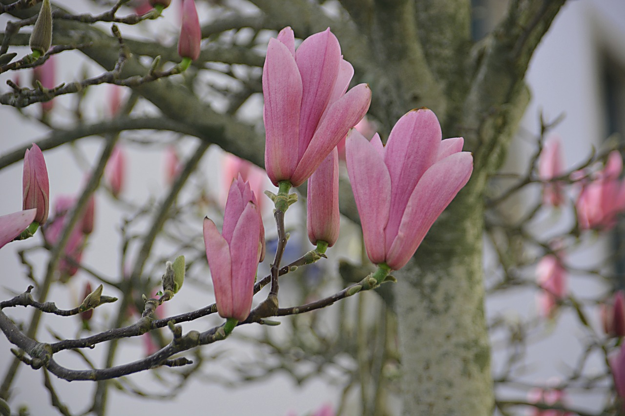 Magnolijos, Gėlės, Flora, Pavasario Gėlės, Medis, Žydėjimas, Augalas, Botanika, Pavasaris, Sodas