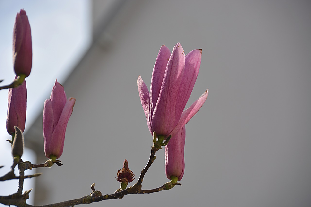 Magnolijos, Gėlės, Pavasaris, Gamta, Žydėjimas, Botanika, Augalas, Flora, Sodas, Pavasario Gėlės