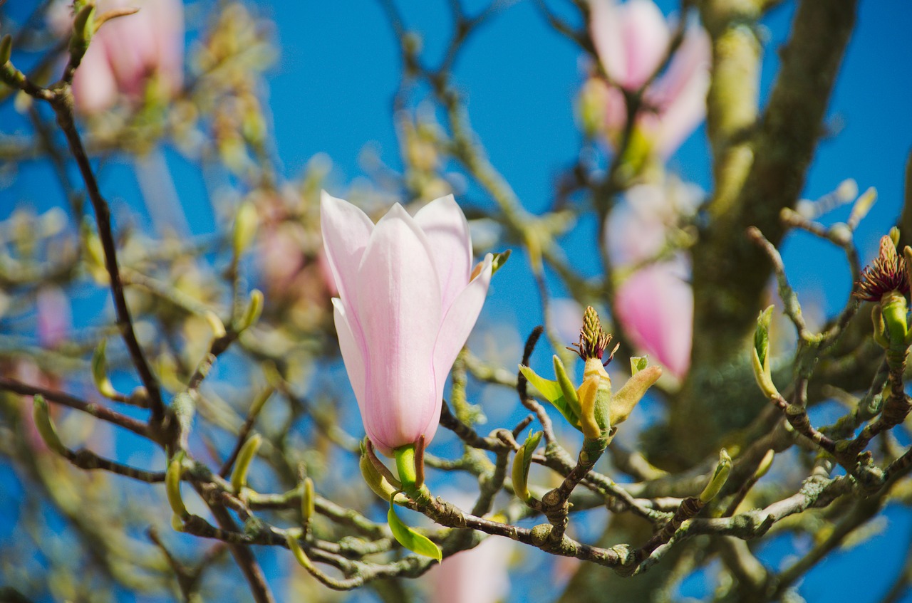 Magnolijos, Gėlė, Gamta, Medis, Žydėjimas, Botanika, Augalas, Flora, Magnolija Stellata, Augalai