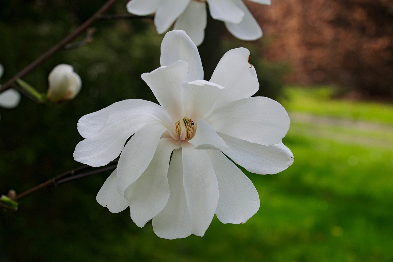 Magnolijos, Balta Magnolija, Magnolijos Gėlė, Gamta, Balta, Iš Arti, Pavasaris, Balta Gėlė, Didelė Gėlė, Delikatesas