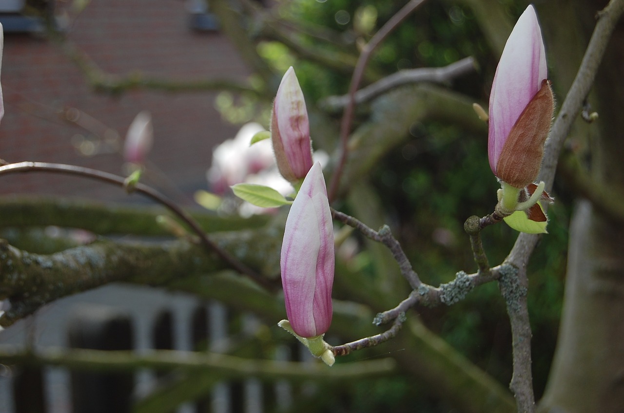 Magnolienas, Žiedas, Žydėti, Rožinis, Gėlės, Violetinė, Gėlė, Pavasaris, Nemokamos Nuotraukos,  Nemokama Licenzija