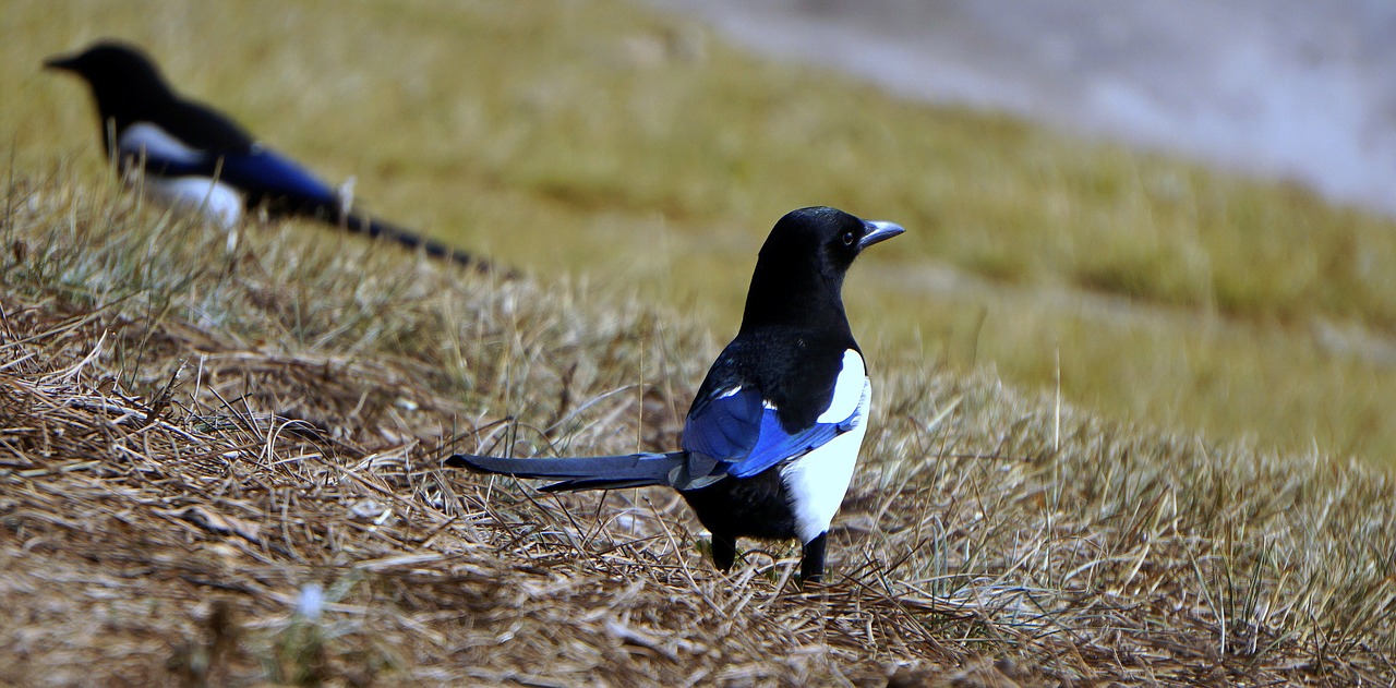 Speniai, Paukštis, Ave, Gyvūnas, Fauna, Sparnai, Piko, Laisvė, Nemokamos Nuotraukos,  Nemokama Licenzija