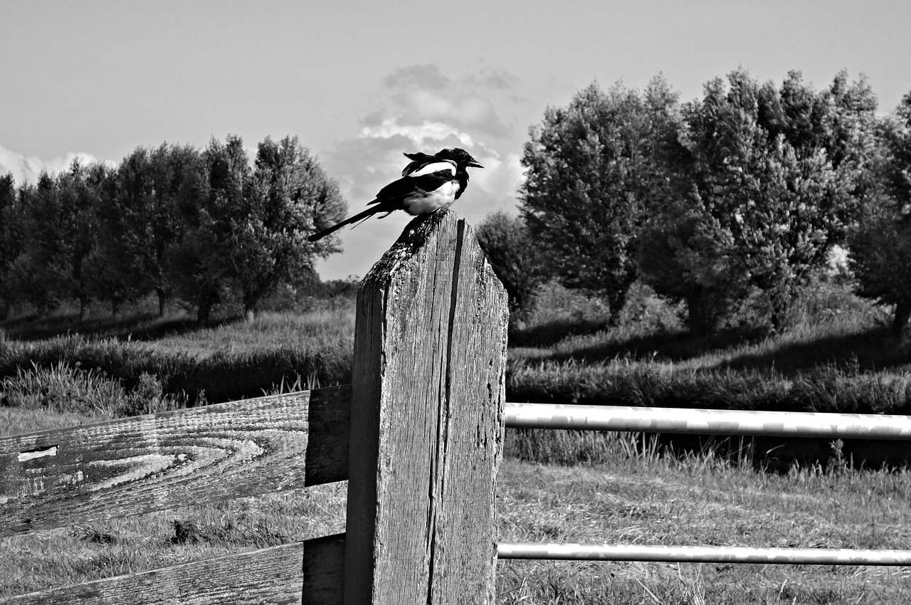 Speniai, Paukštis, Gyvūnas, Corvidae, Eurazijos Šarka, Laukinė Gamta, Pranešimas, Paukštis Ant Laivo, Nemokamos Nuotraukos,  Nemokama Licenzija