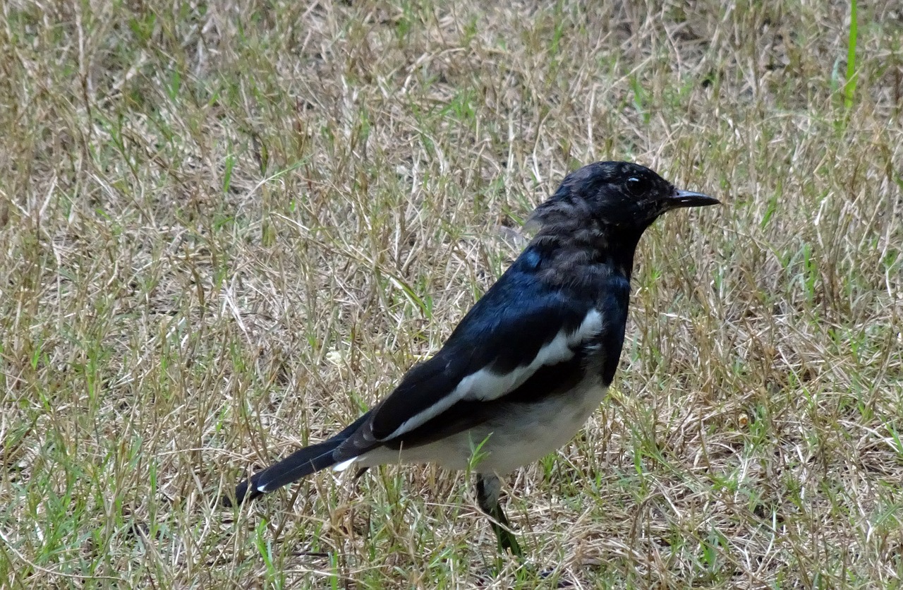 Speniai, Robin, Copsychus Saularis, Dainuojanti Paukštis, Rytietiškas Šuniukas, Patinas, Sasan Gir, Indija, Nemokamos Nuotraukos,  Nemokama Licenzija