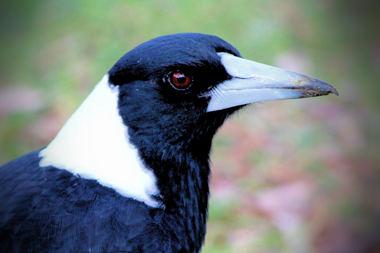 Magpie,  Australija,  Paukščiai,  Gyvūnijos,  Akių,  Plunksnų,  Gyvūnija,  Pobūdį,  Juodos Spalvos,  Baltos Spalvos