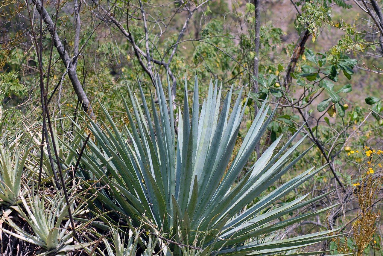 Maguey, Erškėčių, Gamta, Nemokamos Nuotraukos,  Nemokama Licenzija