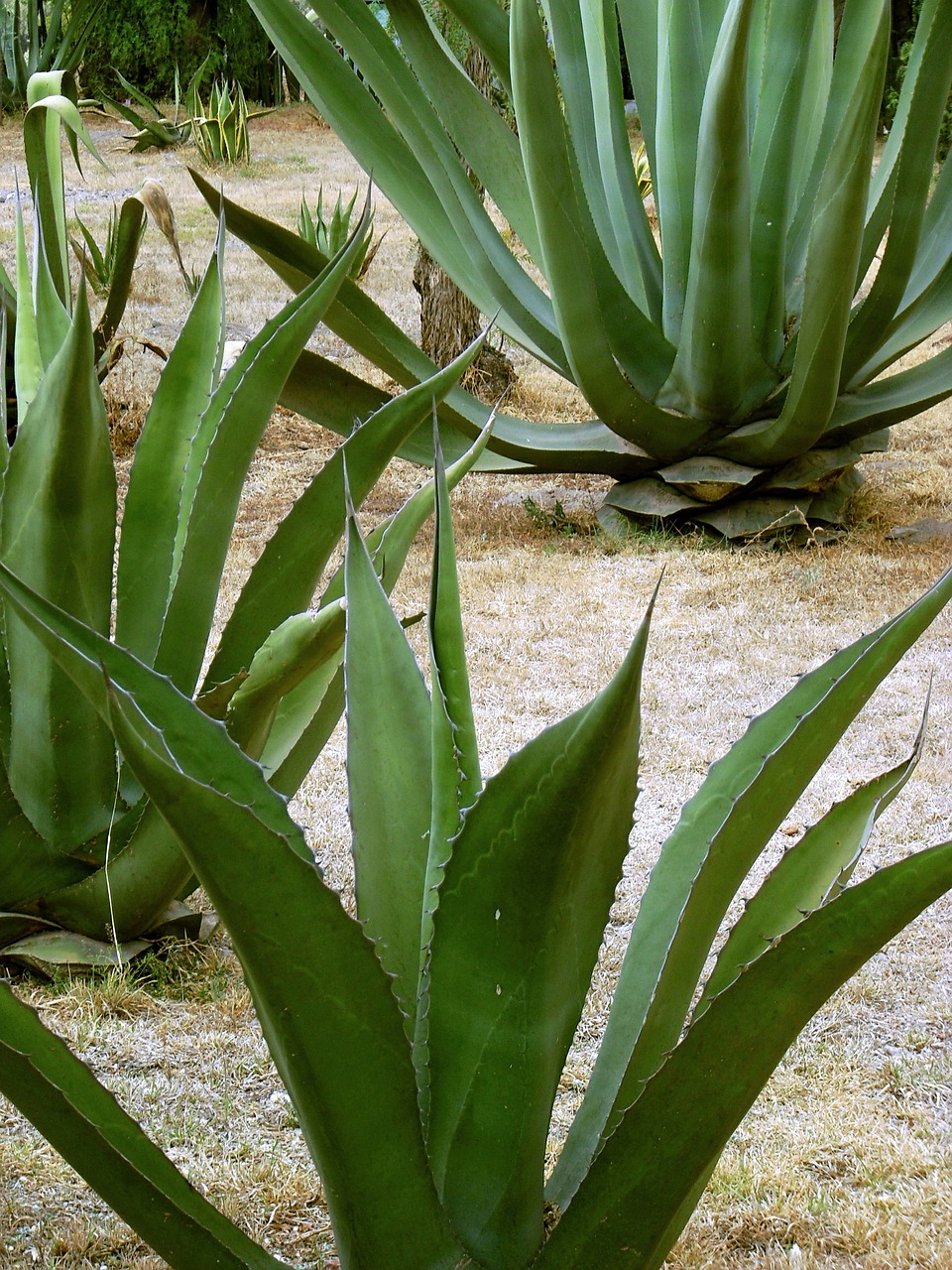 Maguey, Amžiaus Gamykla, Pita, Pluoštas, Mezcal, Pulke, Meksika, Meksikietis, Nemokamos Nuotraukos,  Nemokama Licenzija