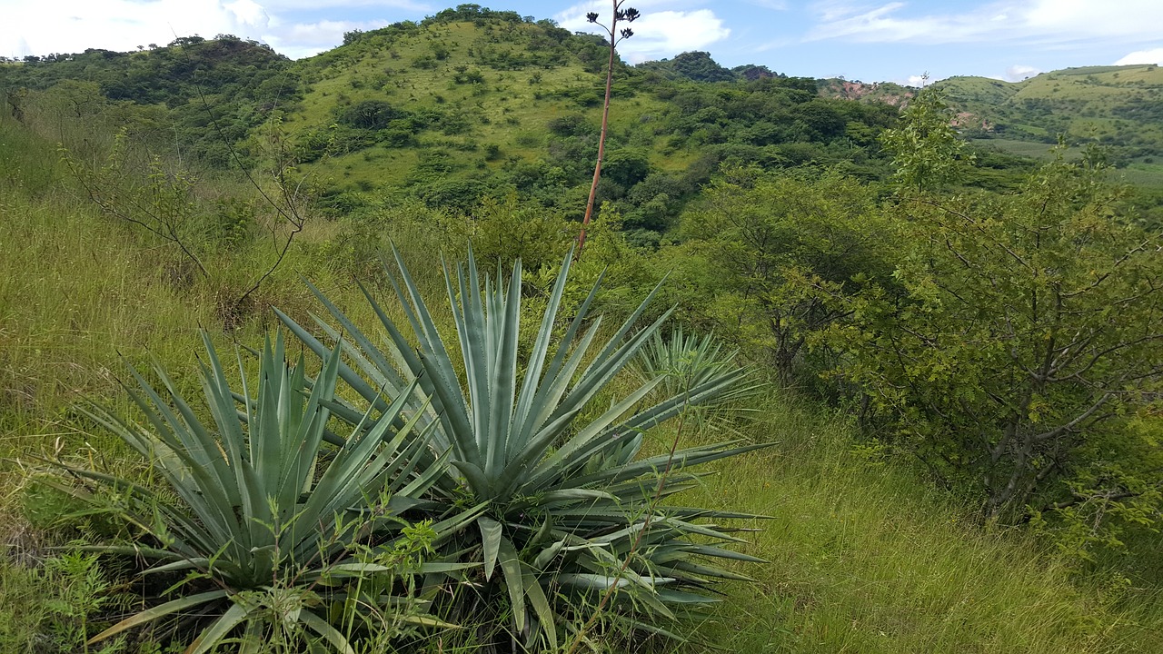 Maguey Blanco, Kalnas, Kalnas, Kraštovaizdis, Dangus, Panoraminis, Aukštas Kalnas, Gamta, Aukšti Kalnai, Takas