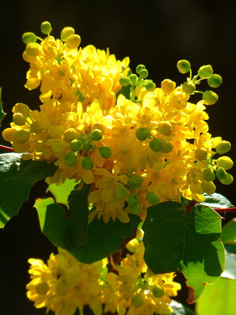 Raudonmedis, Įprastas Raudonmedis, Uždaryti, Mahonia Aquifolium, Stechdornblättrige Mahonie, Žiedas, Žydėti, Geltona, Pavasaris, Nemokamos Nuotraukos