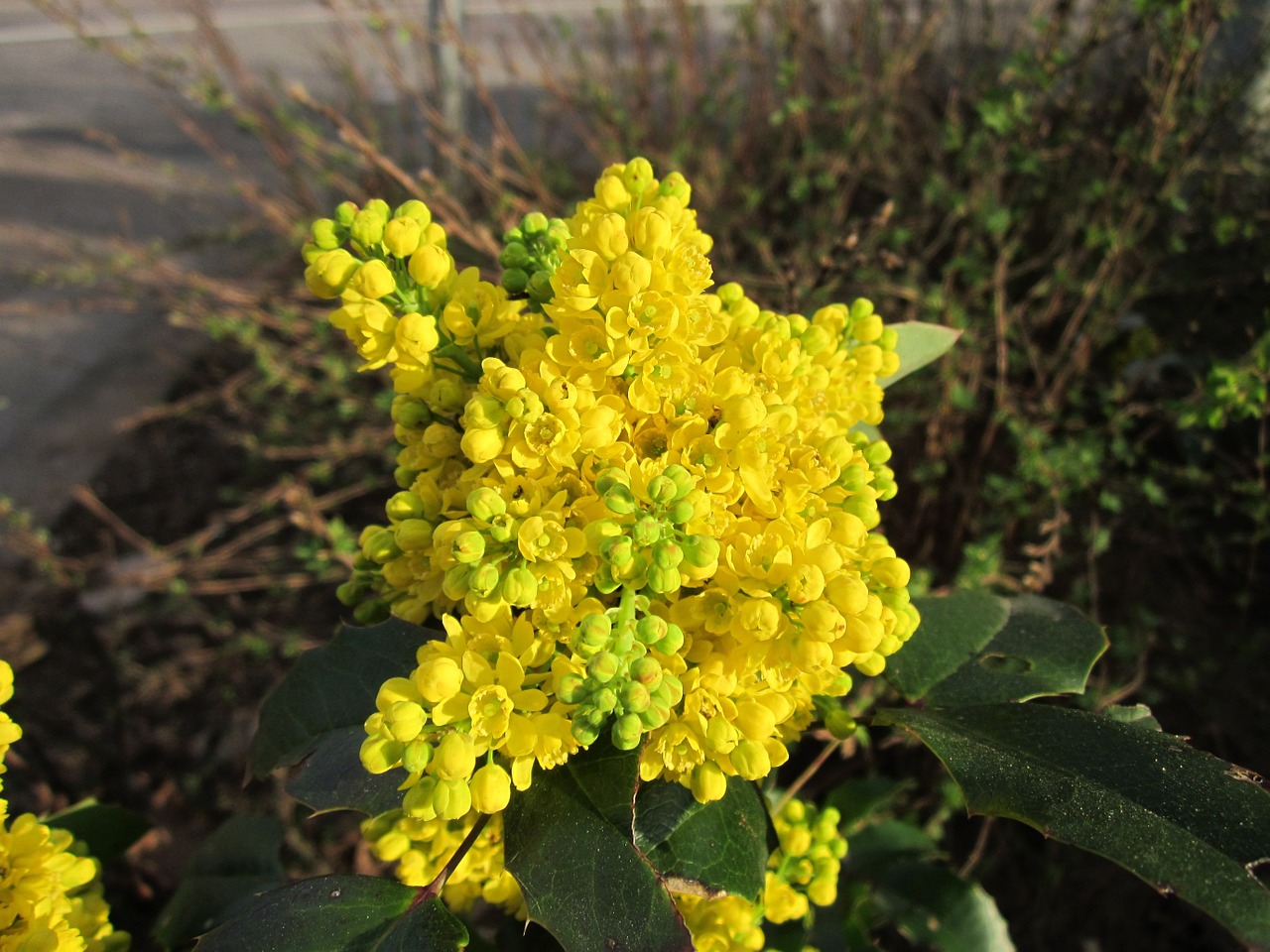 Mahonia,  Augalas,  Wildflower,  Žiedas,  Žiedynas,  Žydi,  Flora,  Botanika,  Gamta, Nemokamos Nuotraukos