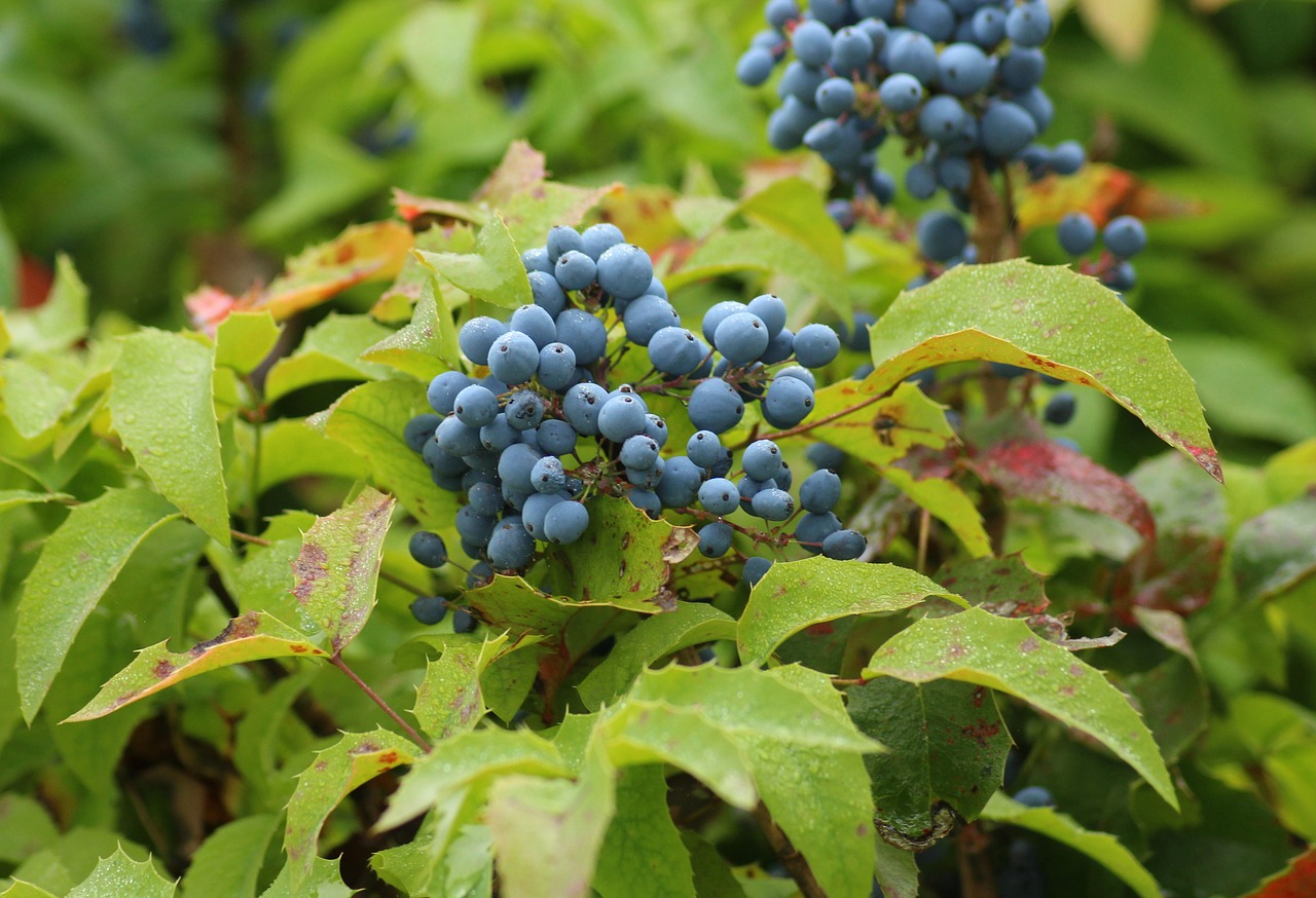 Mahonia Bendroji,  Krūmas,  Dekoratyviniai Krūmai,  Mėlyna Vaisių,  Augalai,  Gamta, Nemokamos Nuotraukos,  Nemokama Licenzija