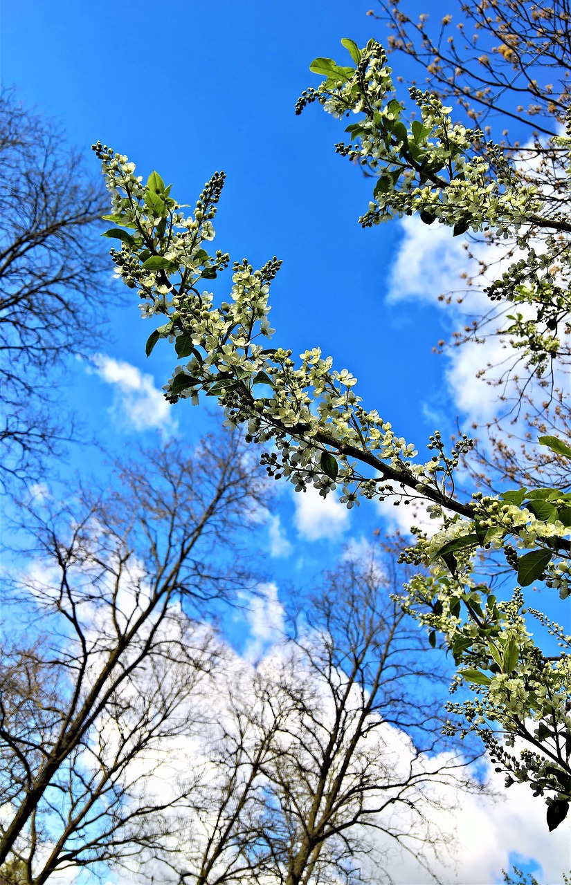 Maiblumenstrauch, Deutzie, Augalas, Šiltnamio Hortensia, Suaugęs, Daugelis Mažų Gėlių, Budas, Balta, Mėlynas Dangus, Debesys