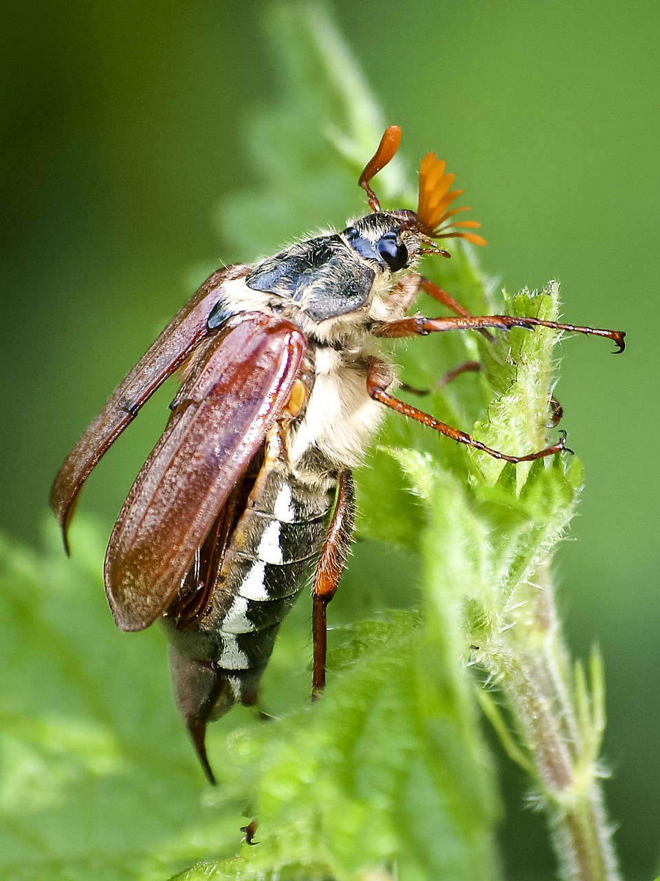 Maikäfer, Vabalas, Vabzdys, Gamta, Gyvūnas, Nemokamos Nuotraukos,  Nemokama Licenzija