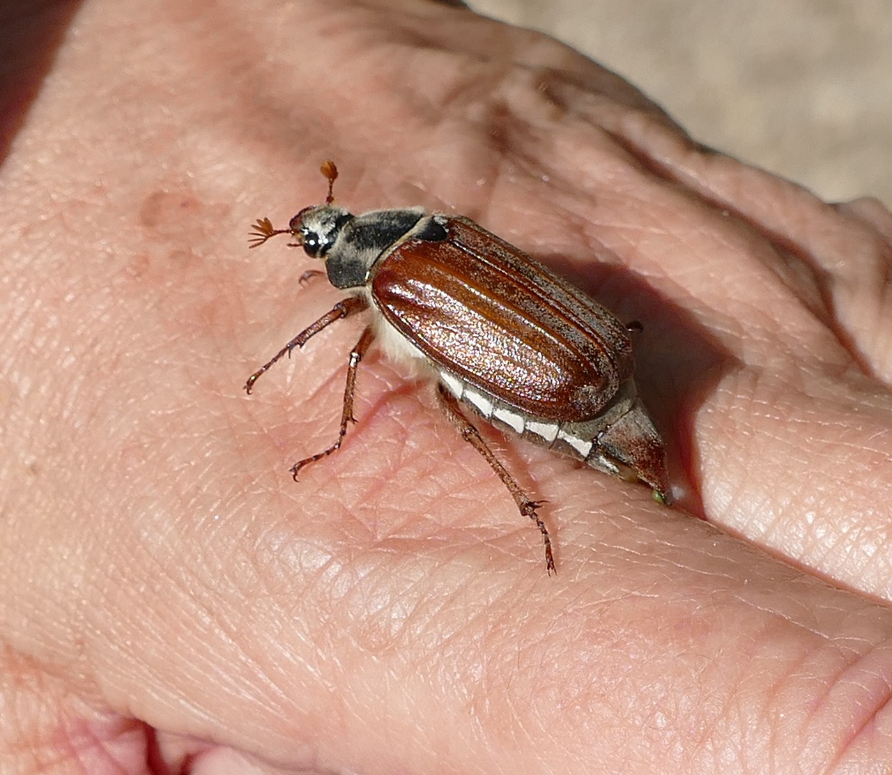 Maikäfer,  Amaras,  Melolontha,  Vabzdys,  Vabaliukas,  Pobūdį,  Gyvūnas, Nemokamos Nuotraukos,  Nemokama Licenzija