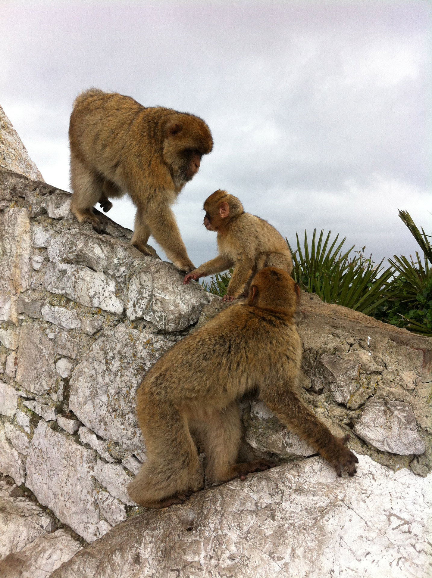Beždžionės & Nbsp,  Gibraltaras,  Monkey & Nbsp,  Gibraltaras,  Ispanija,  Gibraltaro Beždžionės, Nemokamos Nuotraukos,  Nemokama Licenzija