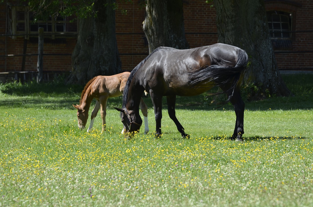 Pagrindinis Ir Valstybinis Stud Marbachas, Kumeliukas, Gamta, Grynas Arabiškas, Paddock, Kalyklos Bandas, Šalies Stud, Arabų Veislė, Ganykla, Jungtis