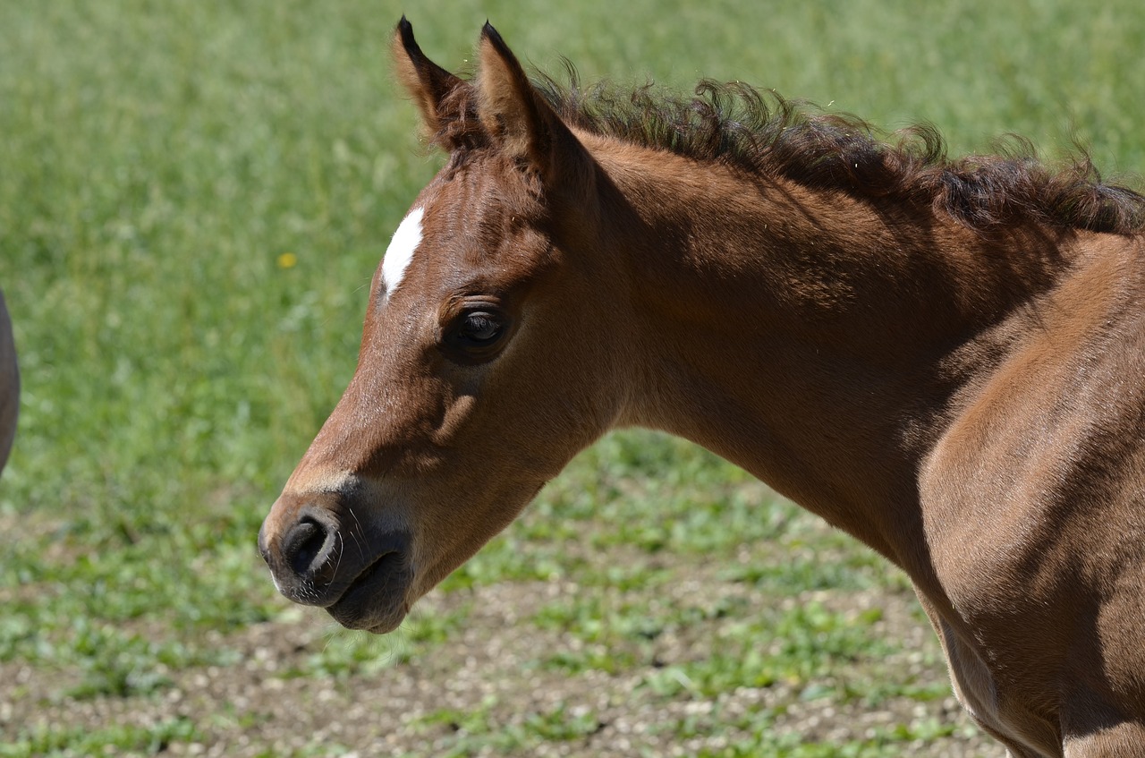 Pagrindinis Ir Valstybinis Stud Marbachas, Kumeliukas, Gamta, Grynas Arabiškas, Paddock, Kalyklos Bandas, Šalies Stud, Arabų Veislė, Ganykla, Jungtis