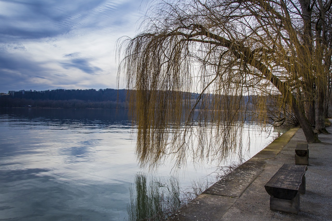 Mainau Sala, Žiema, Šaltas, Poilsis, Vienišas, Ežero Konstanta, Gamta, Vandenys, Medis, Panorama