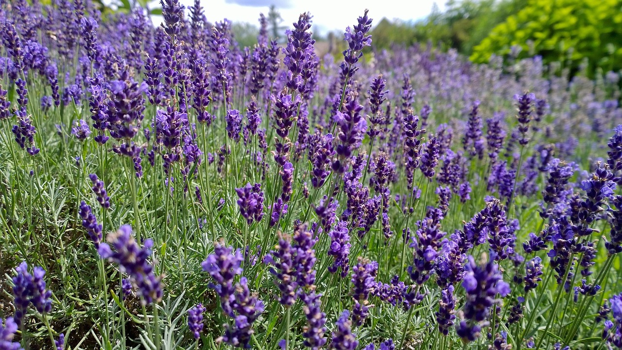 Maine, Botanikos Sodai, Gėlė, Lauke, Gamta, Flora, Sodininkystė, Turizmas, Nemokamos Nuotraukos,  Nemokama Licenzija