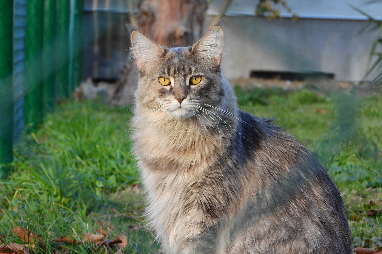 Maine Coon Cat, Katė, Geltonos Akys, Didelė Katė, Jie, Nemokamos Nuotraukos,  Nemokama Licenzija