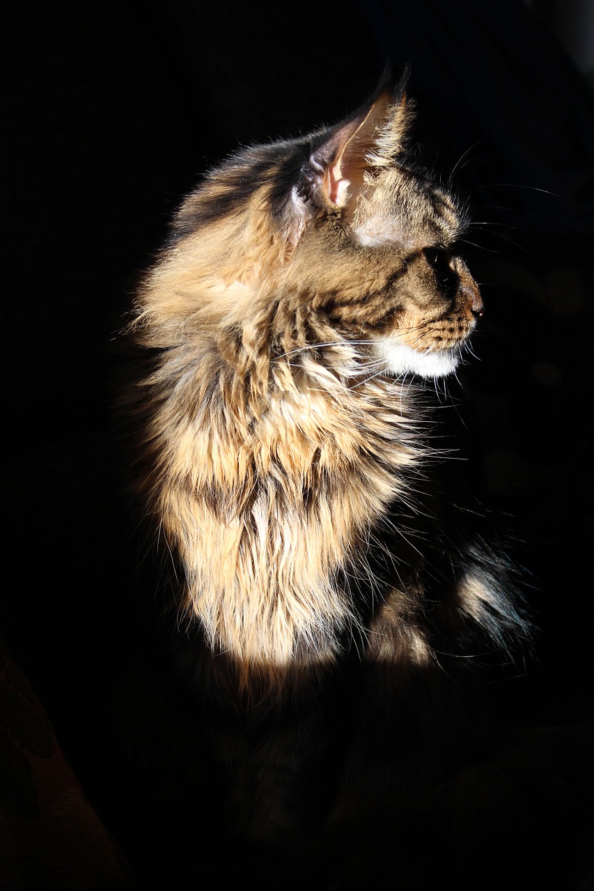 Maine Coon Cat, Katė, Tomcat, Nemokamos Nuotraukos,  Nemokama Licenzija