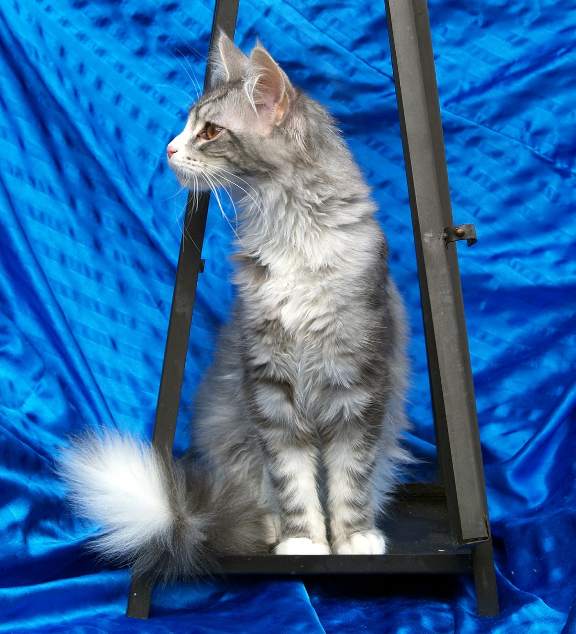 Maine Coon Cat, Katė, Pilka, Sėdėti, Naminis Gyvūnėlis, Nemokamos Nuotraukos,  Nemokama Licenzija