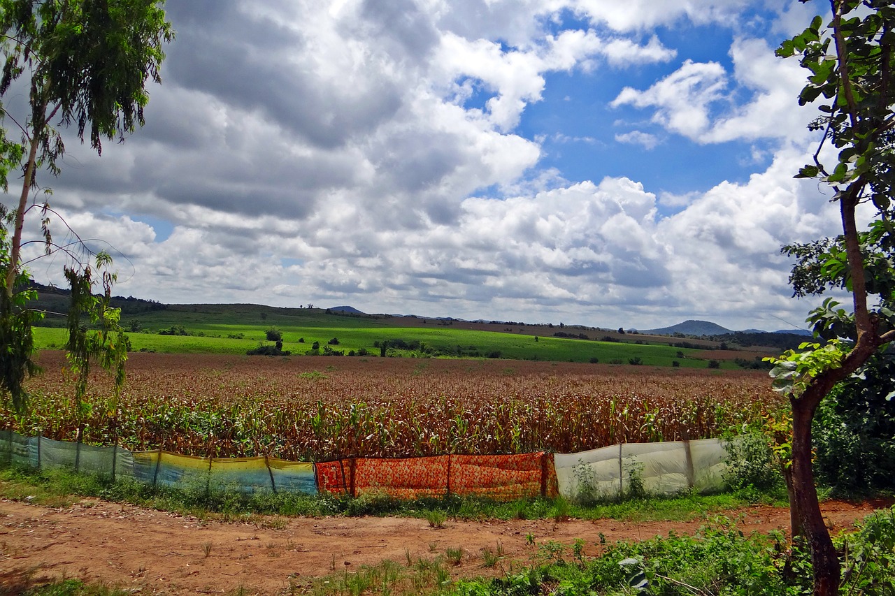 Kukurūzų Auginimas, Derlius Paruoštas, Sluoksniniai Debesys, Hubli-Siris Kelias, Uttar Kannada, Indija, Nemokamos Nuotraukos,  Nemokama Licenzija