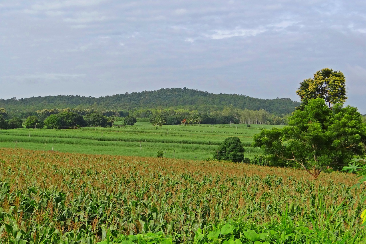 Kukurūzų Laukas, Kalvos, Kraštovaizdis, Vakarų Gatas, Karnataka, Indija, Nemokamos Nuotraukos,  Nemokama Licenzija