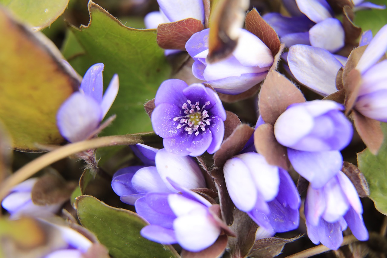 Májvirág,  Mėlyna Gėlė,  Violetinė Gėlė,  Miško Gėlė,  Pavasaris,  Pobūdį,  Augalų,  Wildflower,  Orchidėjos,  Kurios Gamina Dulkines