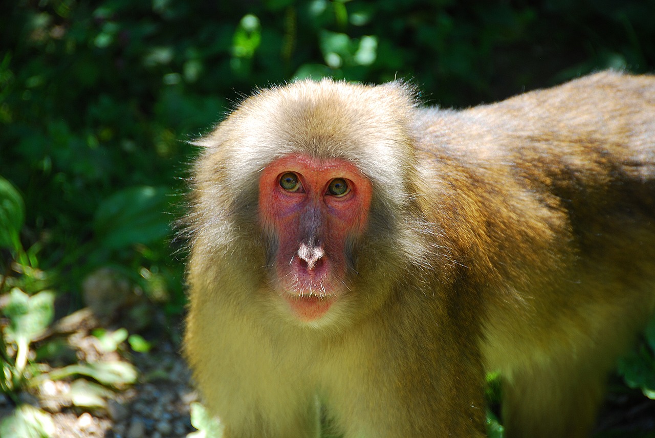 Makake, Beždžionė, Laukinės Gamtos Fotografija, Primatas, Gyvūnas, Nemokamos Nuotraukos,  Nemokama Licenzija