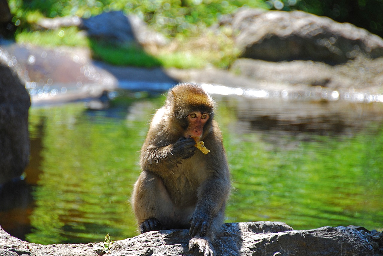 Makake, Beždžionė, Laukinės Gamtos Fotografija, Primatas, Valgyti, Padaras, Nemokamos Nuotraukos,  Nemokama Licenzija