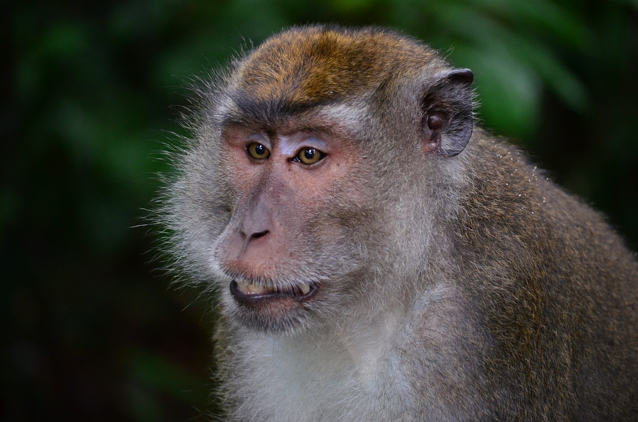 Makake, Makakas, Beždžionė, Borneo, Senojo Pasaulio Beždžionė, Sabah, Ape, Džiunglės, Nemokamos Nuotraukos,  Nemokama Licenzija