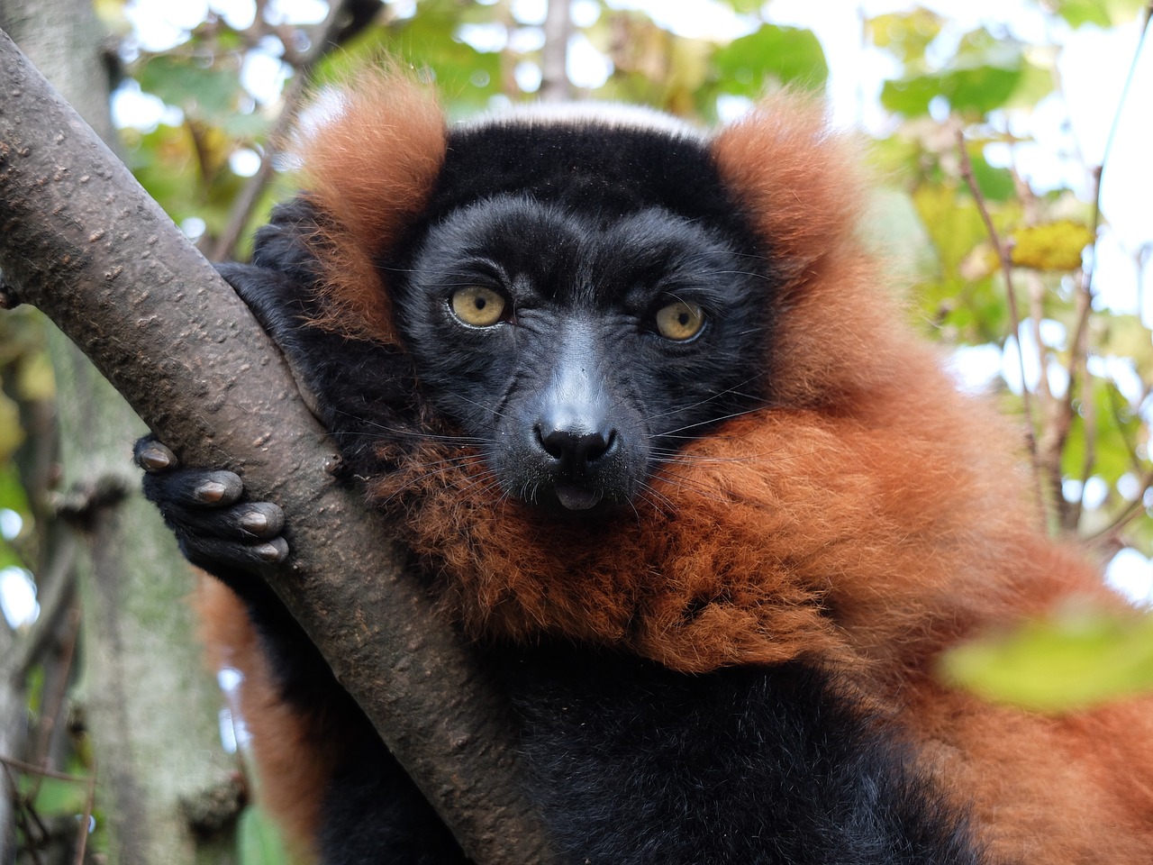 Maki, Beždžionė, Madagaskaras, Žinduolis, Varis, Nemokamos Nuotraukos,  Nemokama Licenzija