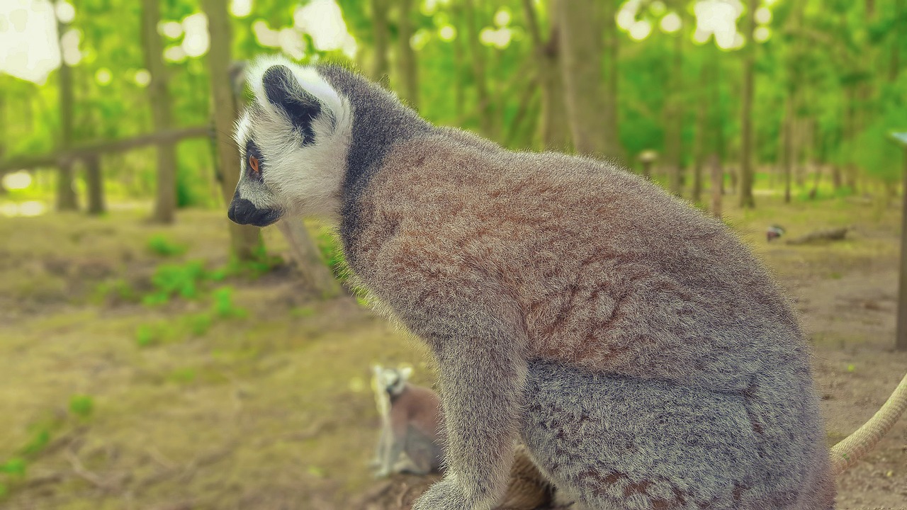 Maki, Beždžionė, Lemurs, Zoologijos Sodas, Gyvūnas, Ilgą Uodegą, Žinduolis, Kailis, Lemūrai, Uodega