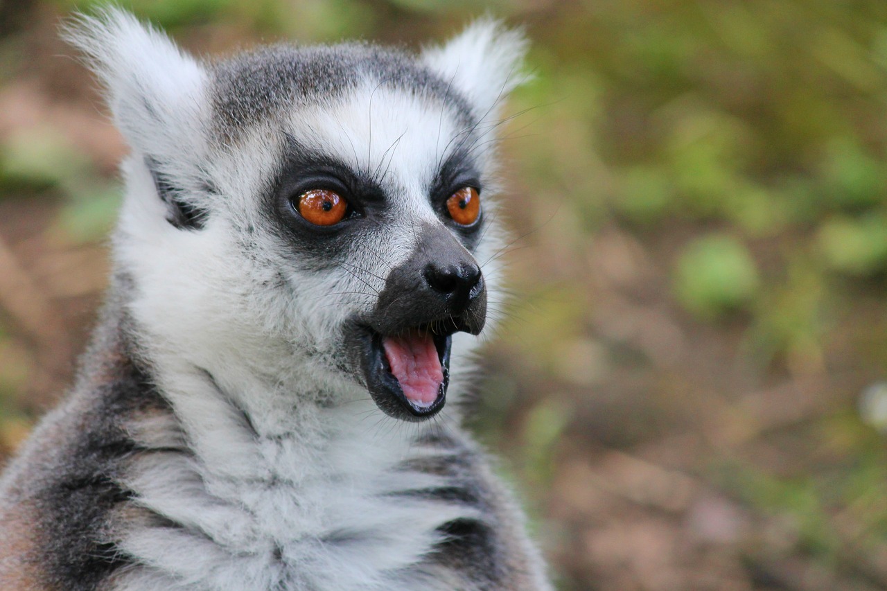 Maki, Lemūrai, Lemūro Beždžionė, Išsigandęs, Susijaudinęs, Vaizdas, Pėdos, Madagaskaras, Mielas, Žiūrėti