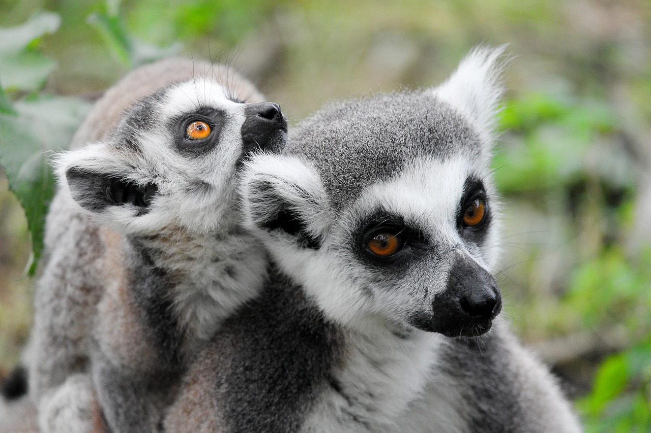 Makis, Lemūrai, Lemūrai Beždžionėms, Užtvankos, Jaunas, Šeima, Madagaskaras, Mielas, Žiūrėti, Žinduolis