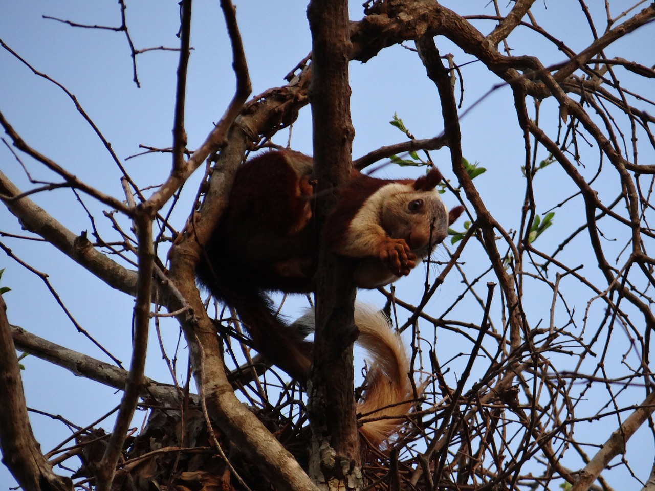 Malabar Gigantiška Voverė, Dandeli, Laukinė Gamta, Karnataka, Indija, Kelionė, Šventė, Nemokamos Nuotraukos,  Nemokama Licenzija