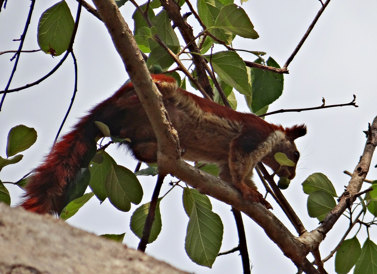 Malabar Gigantiška Voverė, Ratufa Indica, Indijos Milžiniška Voverė, Laukinė Gamta, Gyvūnas, Voverė, Karnataka, Indija, Nemokamos Nuotraukos,  Nemokama Licenzija