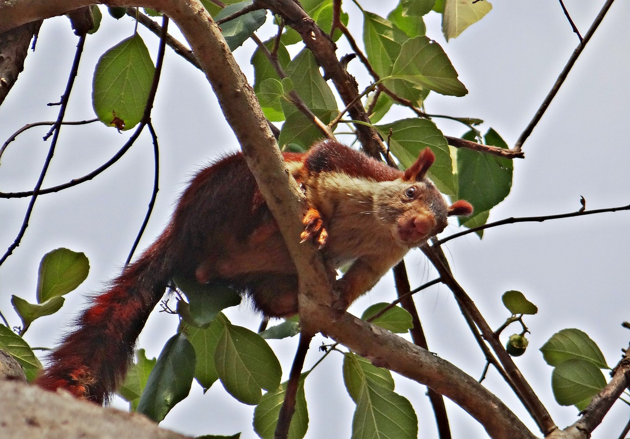 Malabar Gigantiška Voverė, Ratufa Indica, Indijos Milžiniška Voverė, Laukinė Gamta, Gyvūnas, Voverė, Karnataka, Indija, Nemokamos Nuotraukos,  Nemokama Licenzija