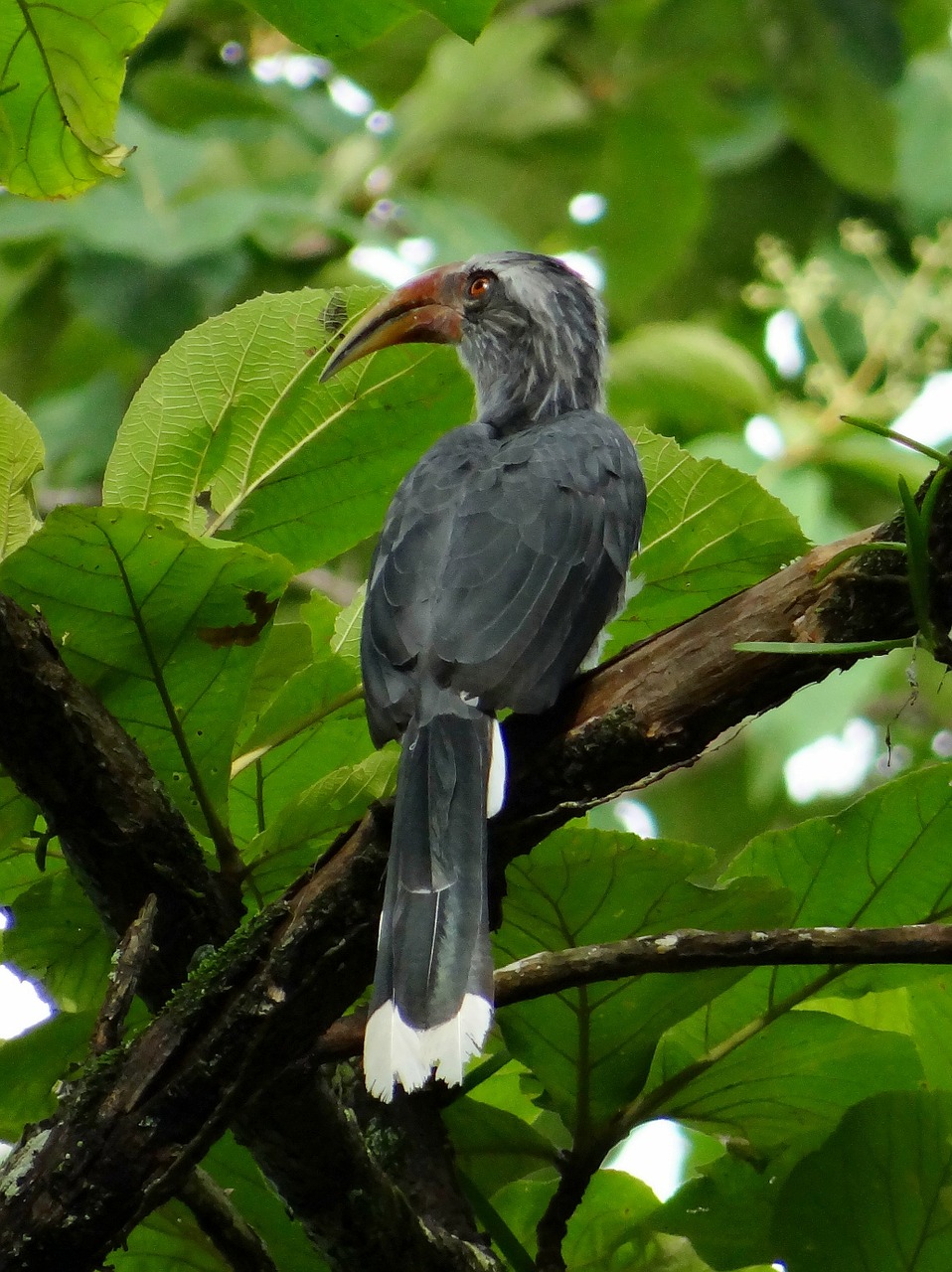 Malabar Pilka Raguve, Ocyceros Griseus, Ragas, Endeminis, Vakarų Gatas, Ragų Rezervas, Dandeli, Paukštis, Karnataka, Indija