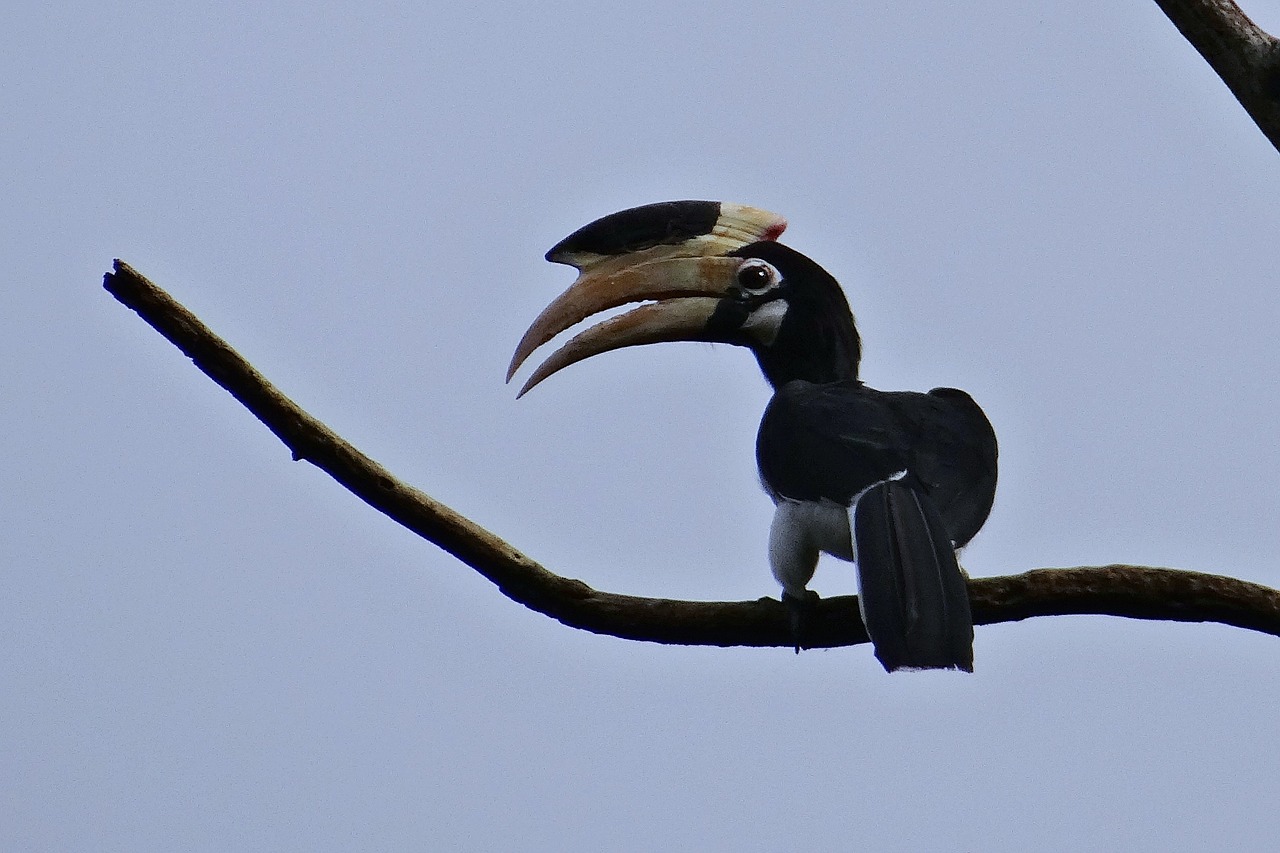 Malabar Pris Hornbill, Anthracoceros Coronatus, Mažesnė Pakaba, Paukštis, Ragas, Atogrąžų, Vakarų Gatas, Ragų Rezervas, Dandeli, Karnataka