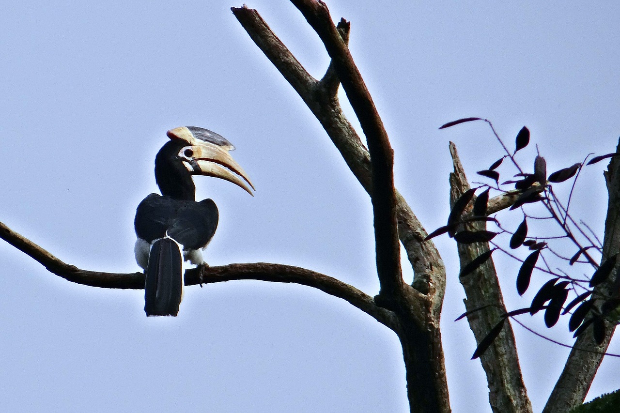 Malabar Pris Hornbill, Anthracoceros Coronatus, Mažesnė Pakaba, Paukštis, Ragas, Atogrąžų, Vakarų Gatas, Ragų Rezervas, Dandeli, Karnataka