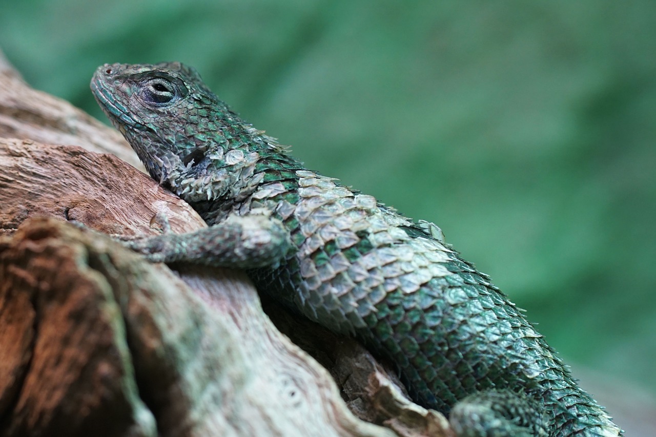 Malachito Spygliuota Iguana, Iguana, Skalė, Ropliai, Gamta, Laukinė Gamta, Miškas, Zoologijos Sodas, Nemokamos Nuotraukos,  Nemokama Licenzija